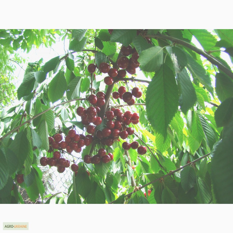 Фото 4. Саженцы плодовых деревьев ( Купить саженцы плодовых )