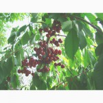 Саженцы плодовых деревьев ( Купить саженцы плодовых )