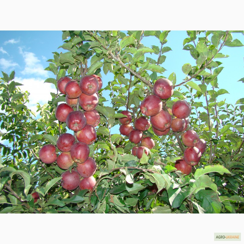 Фото 5. Саженцы плодовых деревьев ( Купить саженцы плодовых )