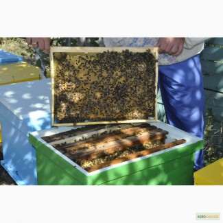 Продам пчелосемьи, улики, мед, пыльца