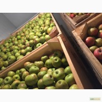УкрЗаготКомпания закупает яблоко на переработку