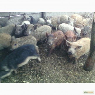 Продам свиней породи мангал і венгерська мангалиця