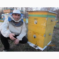Продам пчелиные пакеты