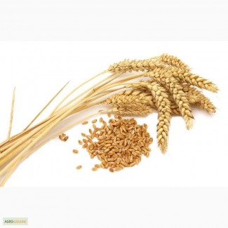 Куплю пшеницу фуражную и 2, 3 класс по луганской области