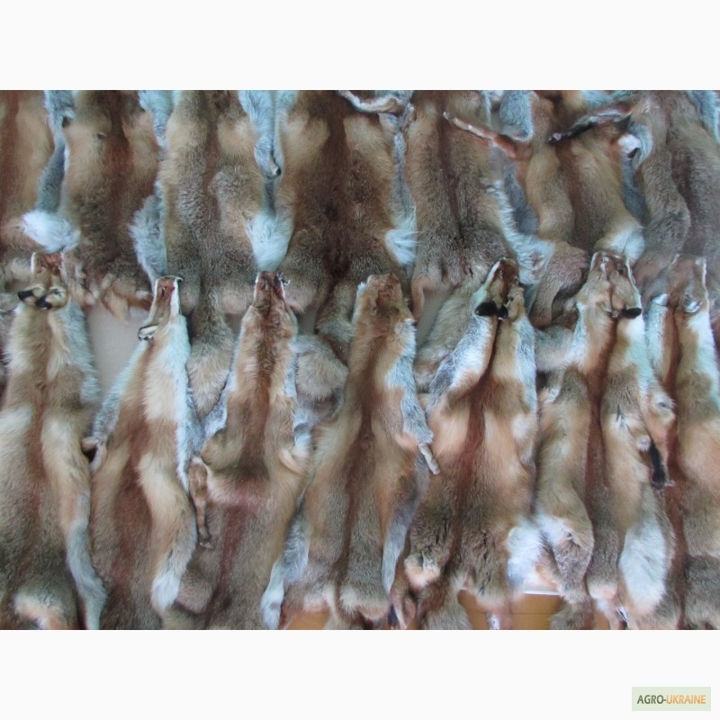 Фото 2. Продам вычиненные шкурки лисы, кроля, енота, бобра