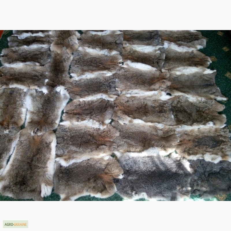 Фото 5. Продам вычиненные шкурки лисы, кроля, енота, бобра