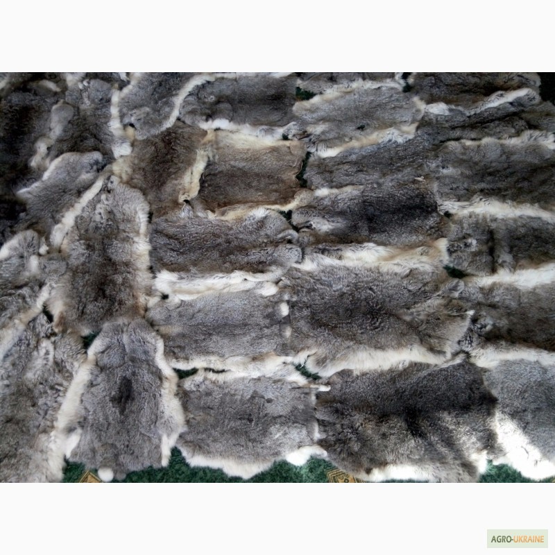Фото 8. Продам вычиненные шкурки лисы, кроля, енота, бобра