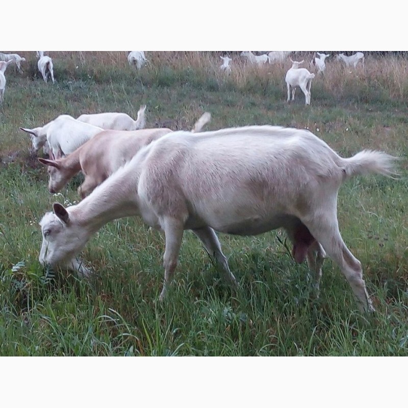 Фото 2. Продам дойную козу Клэр, покрыта чистопородным заненским козлом