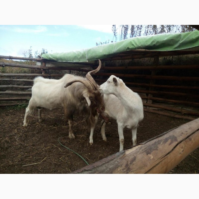 Фото 3. Продам дойную козу Клэр, покрыта чистопородным заненским козлом