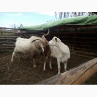 Продам дойную козу Клэр, покрыта чистопородным заненским козлом