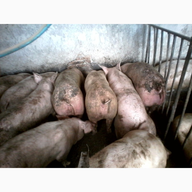 Фото 2. Продам свині живою вагою мясної породи вагою 100-130кг ціна 50гр
