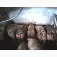 Продам свині живою вагою мясної породи вагою 100-130кг ціна 50гр