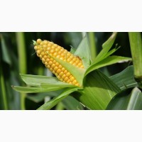 Продам жмых кукурузы (зародыша)