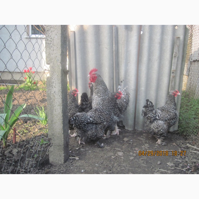 Фото 3. Продам цыплята и инкубационное яйцо Мехеленская кукушка