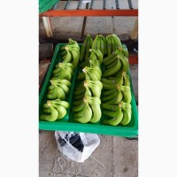 Продам Бананы