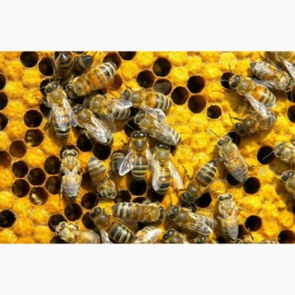 Продам бджолосім#039;ї. Тернопільська область. Недорого