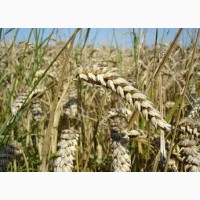 Семена озимой пшеницы Богдана-элита