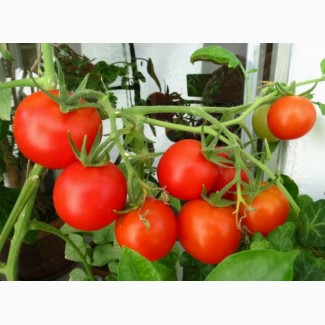 Куплю помидоры отменного качества