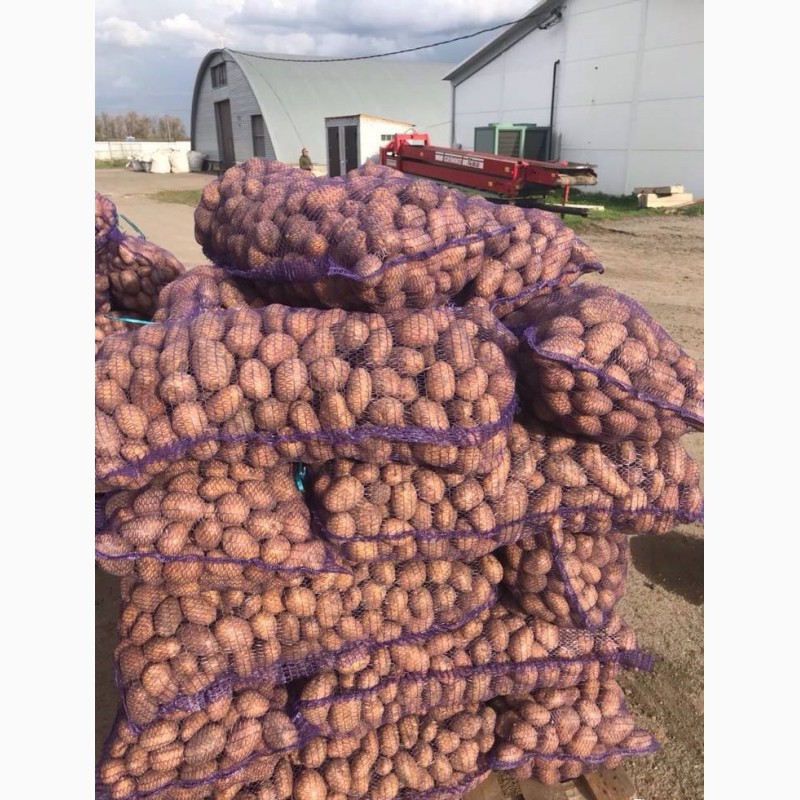 Фото 2. Продам оптом товарный картофель. Сорта: Лабелла, Эволюшн, Аризона