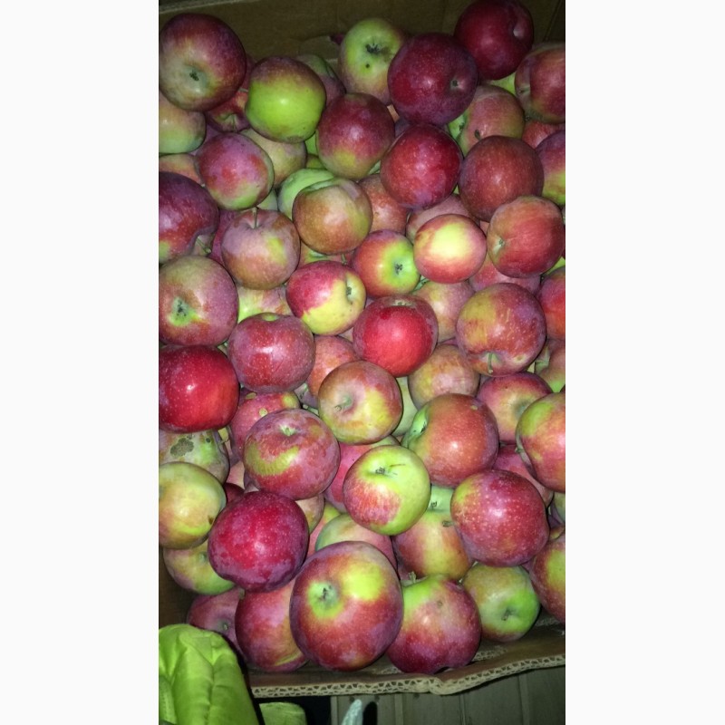 Фото 13. Продам яблука оптом з холодильника