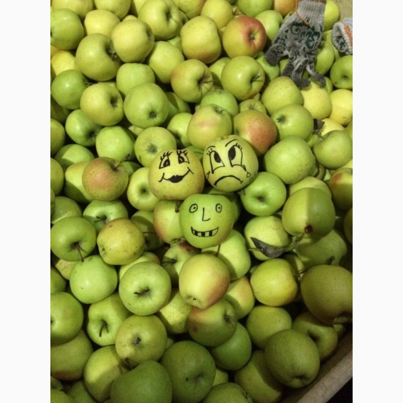Фото 2. Продам яблука оптом з холодильника