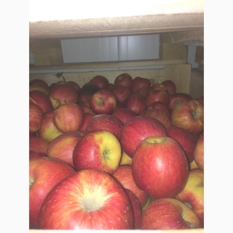 Фото 3. Продам яблука оптом з холодильника