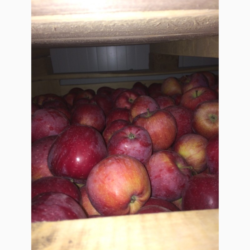 Фото 4. Продам яблука оптом з холодильника