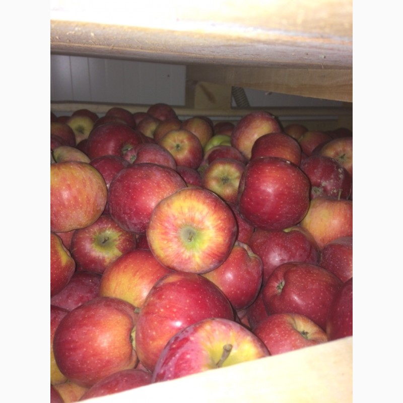Фото 5. Продам яблука оптом з холодильника