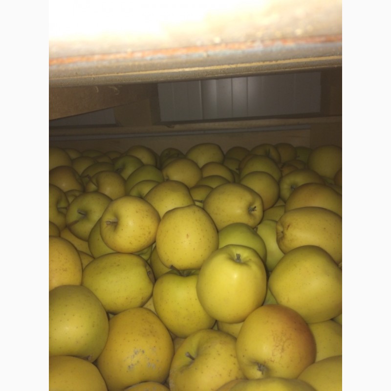 Фото 6. Продам яблука оптом з холодильника