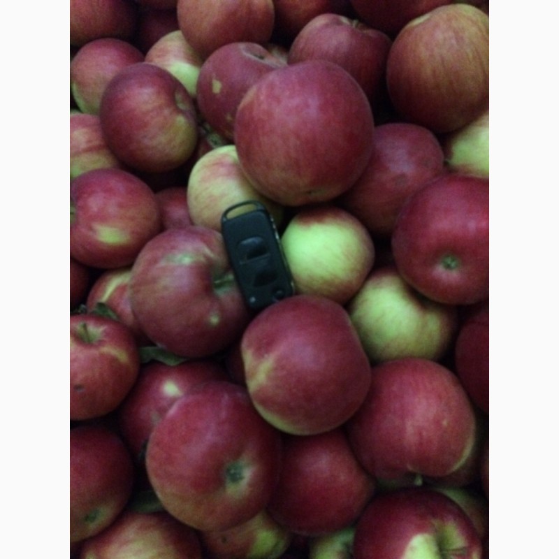 Фото 7. Продам яблука оптом з холодильника