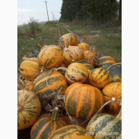 Українська багатоплідна насіння гарбуза для посіву