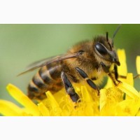 Бджоломатки української степової породи
