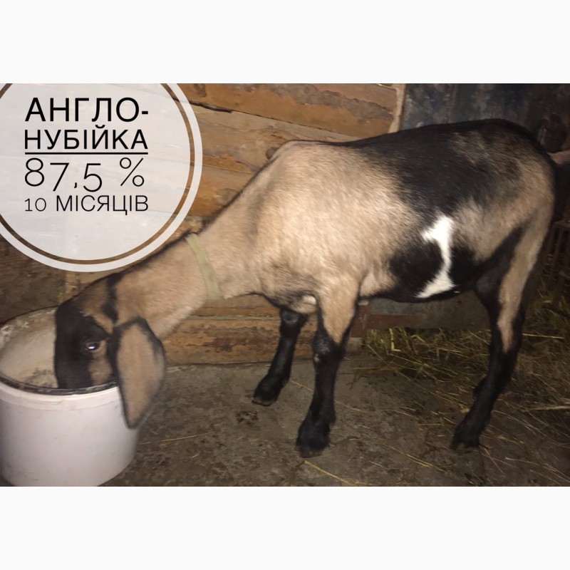 Фото 4. Продам нубийских, англо-нубийских и альпийских коз и козлят