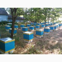 Пчелопакеты украинской степной породы