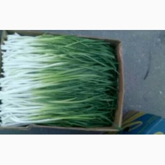 Продам зеленый лук з доставкой