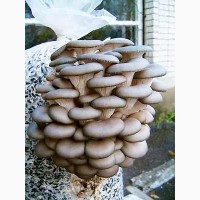 Свежие грибы Вешенка(вешенки, гливи)