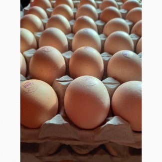 Росс 308 яйца инкубационые