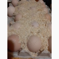 Росс 308 яйца инкубационые