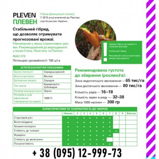 Насіння кукурудзи. Pleven / Плевен ФАО 270 (Maisadour) 2019