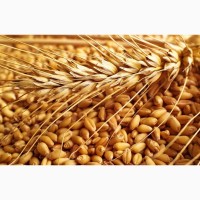 Продам пшеницу