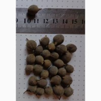 Семена Липа американская (20шт - 10грн)