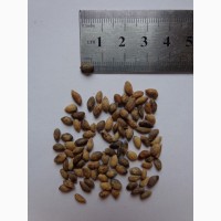 Семена сосна Черная (20шт – 15грн)
