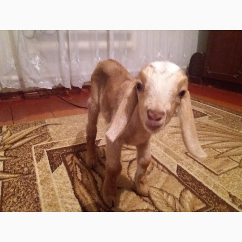 Фото 4. Продам Англо- нубийских козлят 87.5%