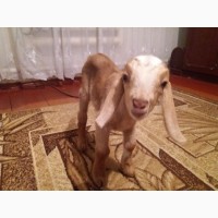 Продам Англо- нубийских козлят 87.5%