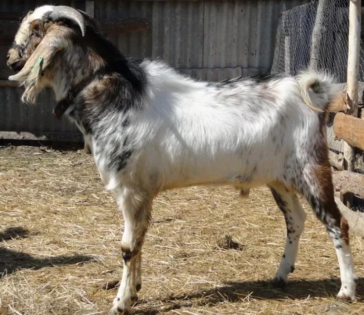 Фото 5. Продам Англо- нубийских козлят 87.5%