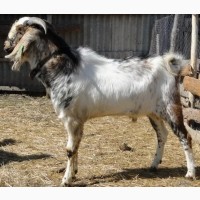 Продам Англо- нубийских козлят 87.5%