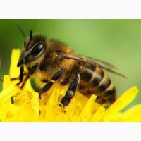 Продаж бджолопакетів.Матки 2023р.50-100шт
