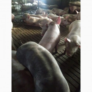 Куплю свиней от 20 голов откорм 100-110 кг, свиноматки хряки Выбраковку Дорого