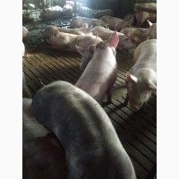 Куплю свиней от 20 голов откорм 100-110 кг, свиноматки хряки Выбраковку Дорого