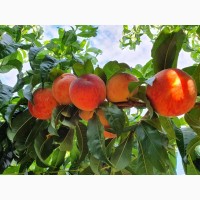 Продам персик крупным и мелким оптом